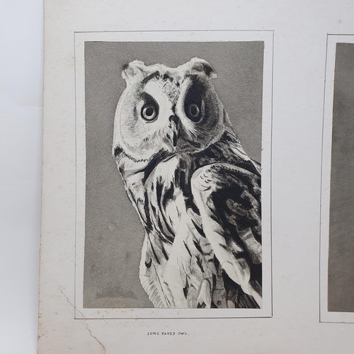 790 - C F Hancock, study of a long eared owl, and a spotted eagle, signed and dated 28/8/64, mounted as on... 