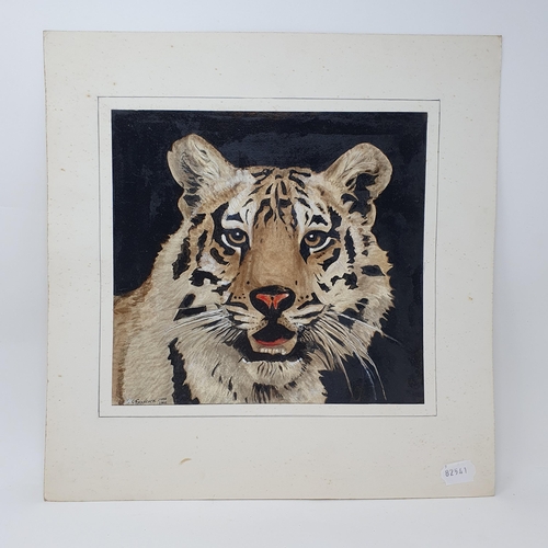 793 - C F Hancock, study of a tiger, pen, ink and watercolour, signed, dated June 1968, 27 x 28 cm