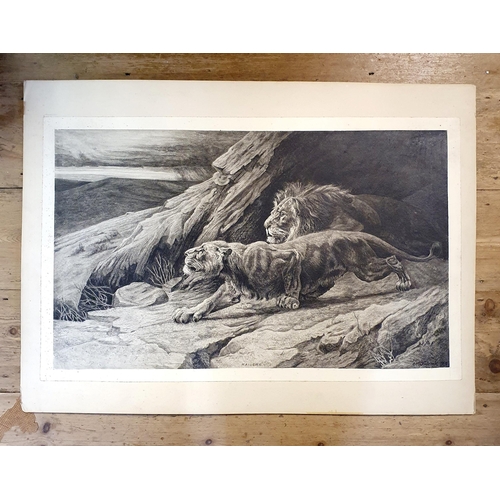 794 - C F Hancock, Raiders, study of a lion and a lioness, pen and ink, signed and dated 1933, 40 x 69 cm