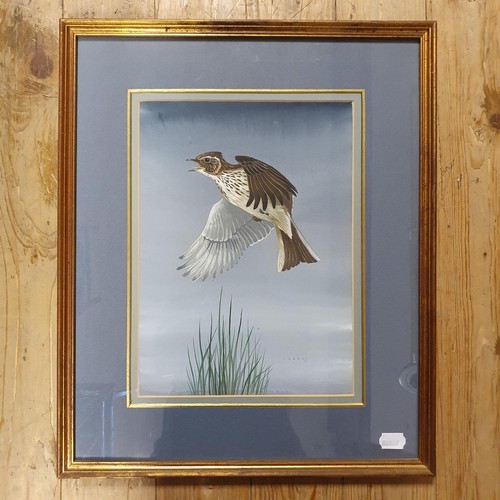 410 - John Crank, a skylark, gouache, signed, 36 x 25 cm