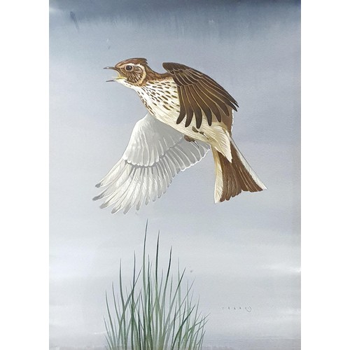 410 - John Crank, a skylark, gouache, signed, 36 x 25 cm