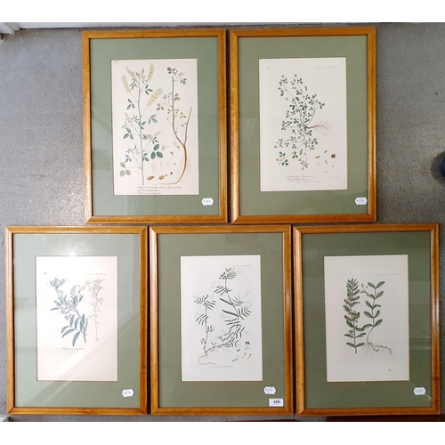 428 - Five Danish horticultural book plates, individually framed, 34 x 22 cm (5)