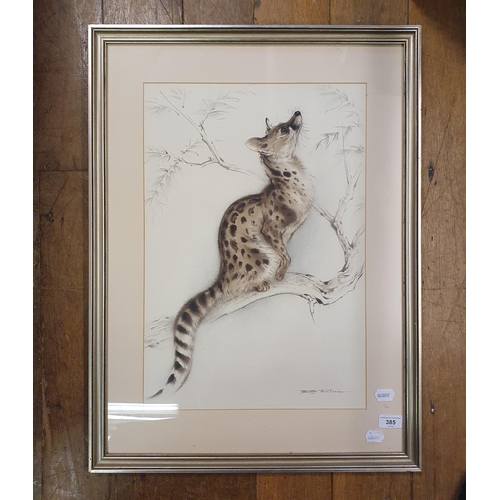 385 - Ralph Thompson, study of a small spotted genet, watercolour, signed,  36 x 52 cm