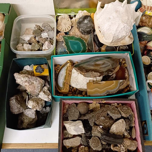 1522 - Assorted fossils, shells and mineral samples (5 boxes)