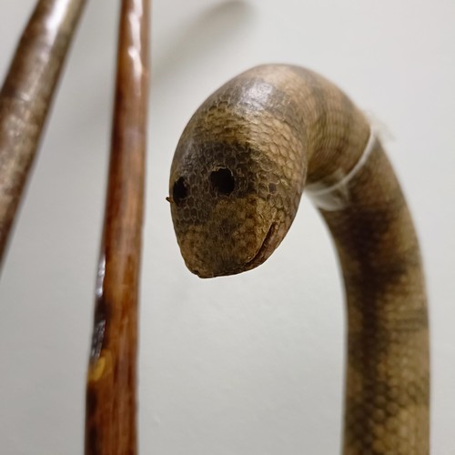 1604 - A snake skin walking stick, a carved horn walking stick, assorted other walking sticks and a stand