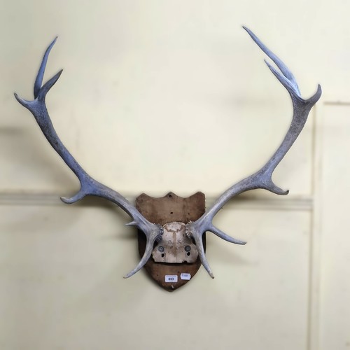 853 - A pair of mounted antlers