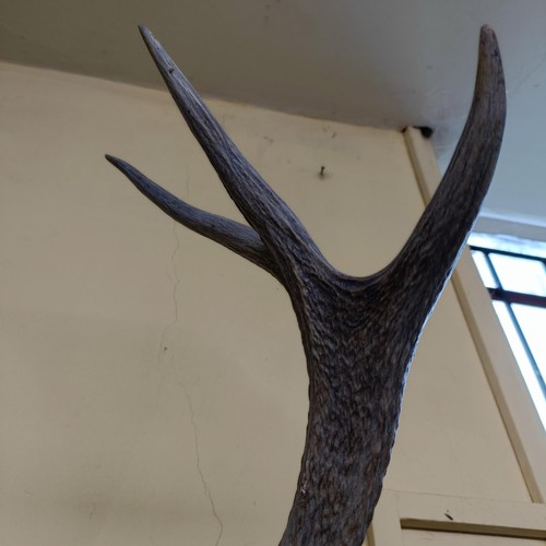 853 - A pair of mounted antlers