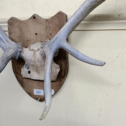 853 - A pair of mounted antlers