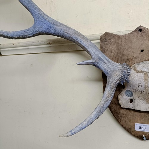 853 - A pair of mounted antlers