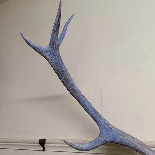 853 - A pair of mounted antlers