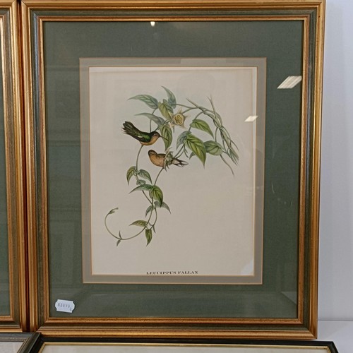 172 - A 19th century print of exotic birds, 29 x 20 cm, its pair, and assorted other pictures (qty)