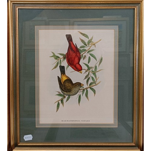 172 - A 19th century print of exotic birds, 29 x 20 cm, its pair, and assorted other pictures (qty)