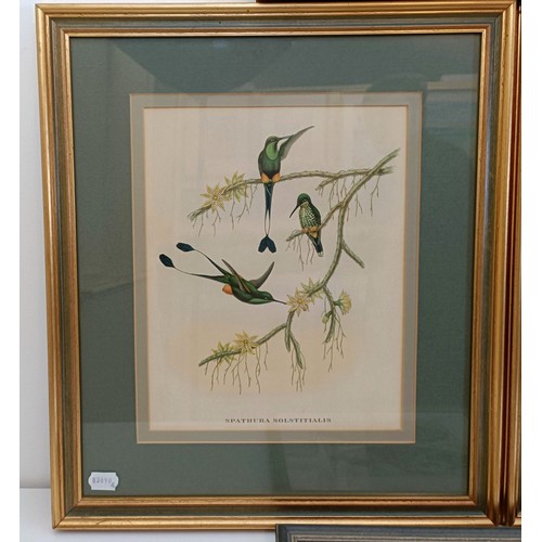 172 - A 19th century print of exotic birds, 29 x 20 cm, its pair, and assorted other pictures (qty)