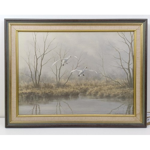 210 - Anthony Speed, swans landing, oil on canvas, signed, 38 x 53 cm