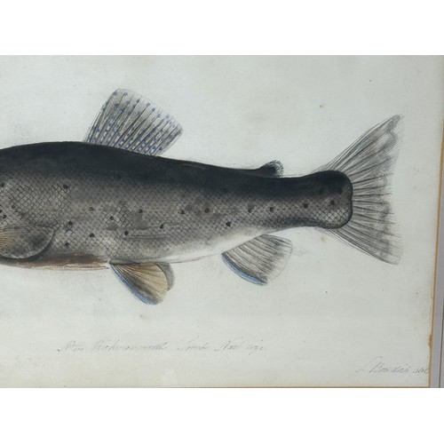 82 - Sarah Bowdich Lee (British 1791-1856), inscribed Rickmansworth trout, 1/2 Natl  size, signed, 25 x 2... 