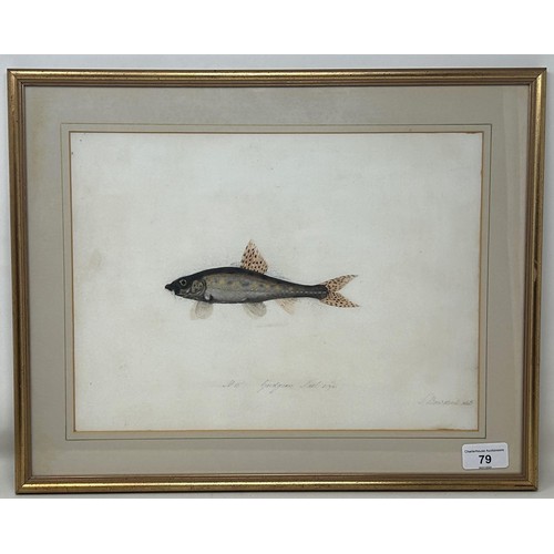 79 - Sarah Bowdich Lee (British 1791-1856), inscribed Gudgeon, Natl size, signed, 25 x 23 cm