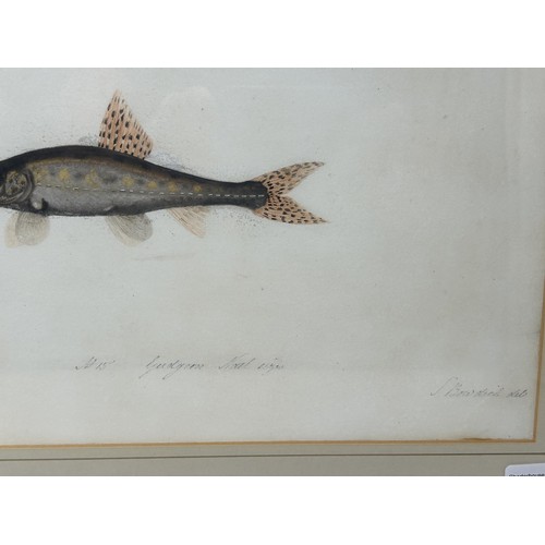 79 - Sarah Bowdich Lee (British 1791-1856), inscribed Gudgeon, Natl size, signed, 25 x 23 cm