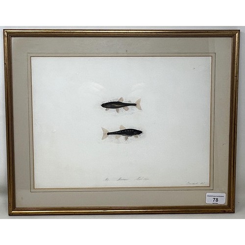 78 - Sarah Bowdich Lee (British 1791-1856), inscribed Minnow, Natl size, signed, 24 x 32 cm