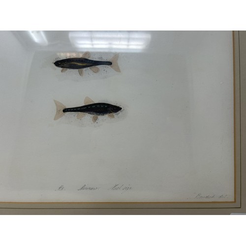 78 - Sarah Bowdich Lee (British 1791-1856), inscribed Minnow, Natl size, signed, 24 x 32 cm