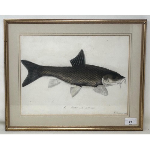 77 - Sarah Bowdich Lee (British 1791-1856), inscribed Barbel 1/2 Natl size, signed, 25 x 23 cm