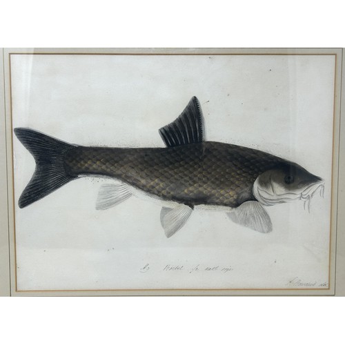 77 - Sarah Bowdich Lee (British 1791-1856), inscribed Barbel 1/2 Natl size, signed, 25 x 23 cm