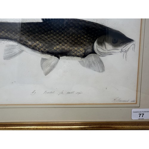 77 - Sarah Bowdich Lee (British 1791-1856), inscribed Barbel 1/2 Natl size, signed, 25 x 23 cm