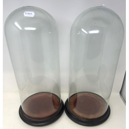 555 - A pair of glass domes, on ebonised bases, 50 cm high (2)