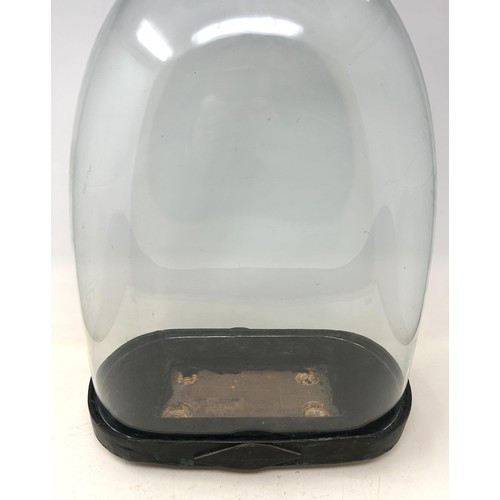 556 - A glass dome, on an ebonised base, 50 cm high x 34 cm wide