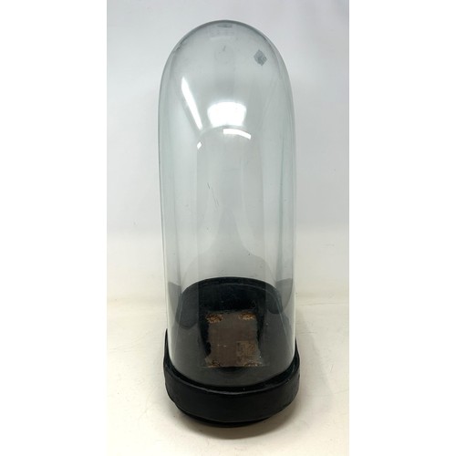 556 - A glass dome, on an ebonised base, 50 cm high x 34 cm wide