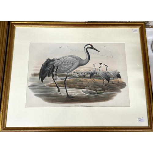 711 - A 19th century style bird print, 50 x 34 cm, and two others similar (3)