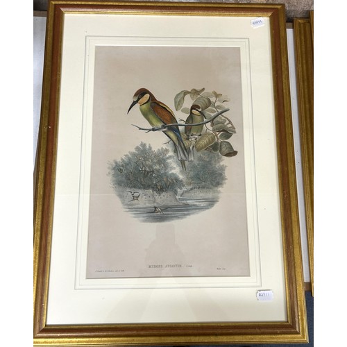 711 - A 19th century style bird print, 50 x 34 cm, and two others similar (3)