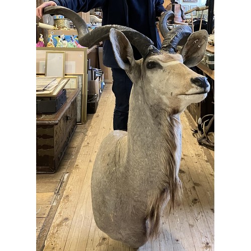 690 - Taxidermy: A head of a Kudu, 200 cm approx. (horns loose)