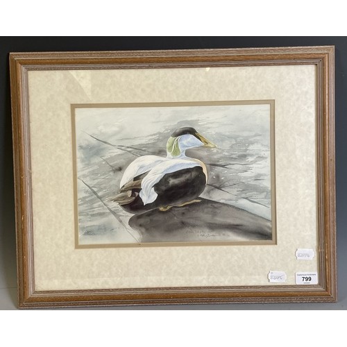 799 - Keith Butcher, an Eider duck, watercolour, signed, inscribed and dated, 25 x 34 cm