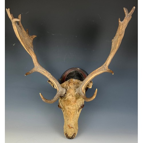 723 - Taxidermy: A stags head and antlers, set on a mount