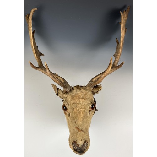 723 - Taxidermy: A stags head and antlers, set on a mount