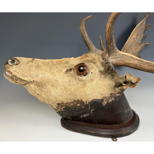 723 - Taxidermy: A stags head and antlers, set on a mount