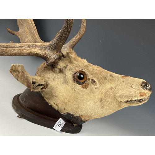 723 - Taxidermy: A stags head and antlers, set on a mount