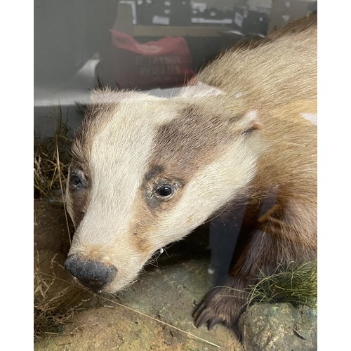 1004 - Taxidermy: A badger, cased, 87 cm wide