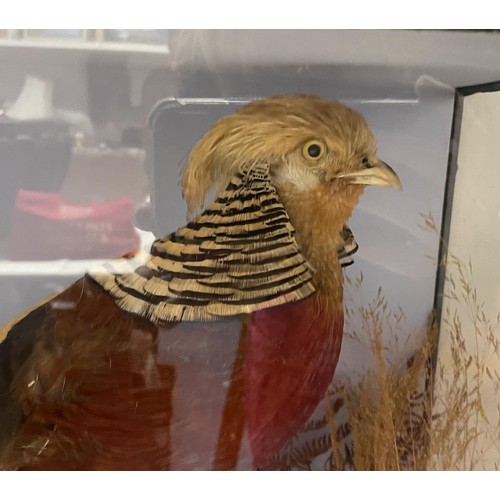 1005 - Taxidermy: A Lady Amersham pheasant, and another pheasant, cased, 85 cm wide