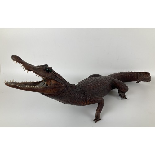 981 - Taxidermy: A cayman, 64 cm