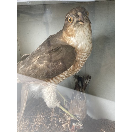 984 - Taxidermy: A sparrowhawk, cased, 36 cm wide