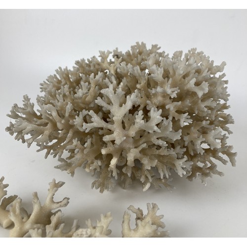 985 - A piece of coral