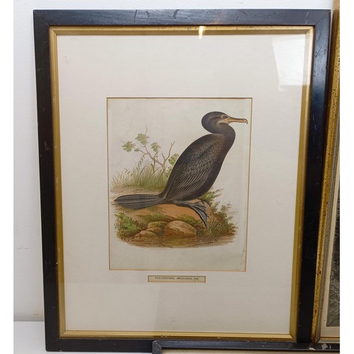 1054 - A 19th century print of a Phalacrocorax Brasilianus, 23 x 18 cm, a landscape print, 50 x 34 cm, and ... 