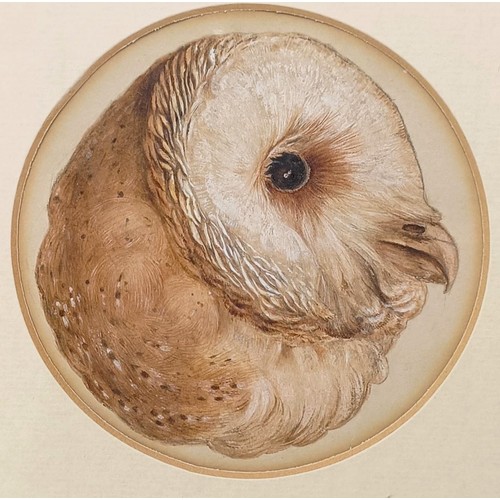 611 - Sonia Dodel, study of a barn owl, pastel, signed and dated 2002, 26 x 18 cm, and another study of an... 