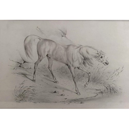 666 - G Worley, study of a horse, charcoal, signed, 12 x 18 cm