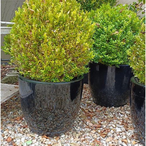 1497 - A set of five glazed garden planters, 37 cm high x 41 cm diameter, with plants