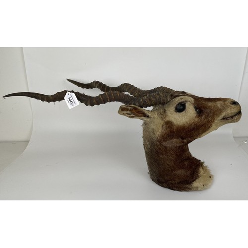 1047 - Taxidermy: An antelope head with horns, and two others (3)