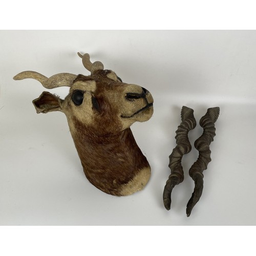 1047 - Taxidermy: An antelope head with horns, and two others (3)