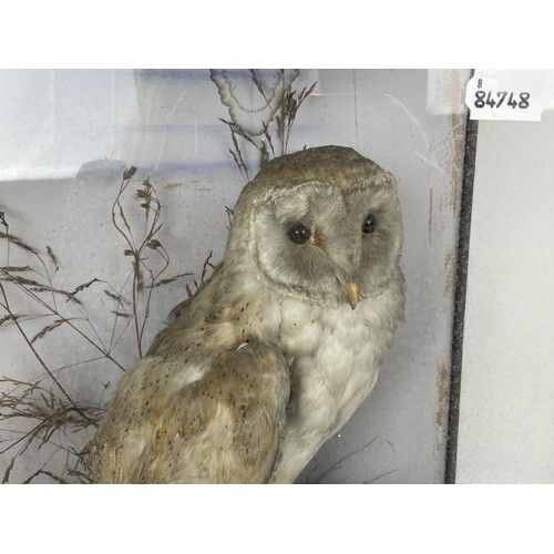 1049 - Taxidermy: A Barn Owl, cased, 36 cm wide