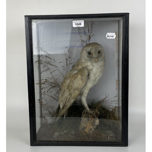 1049 - Taxidermy: A Barn Owl, cased, 36 cm wide